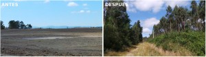 El antes, un paisaje yermo, y el después, un frondoso bosque, de la recuperación de la mina de cobre de Touro.