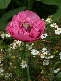 Flor de la adormidera o planta del opio. Imagen de la Wikipedia.