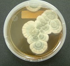 Placa de Petri con colonias de Penicillium chrysogenum. Imagen de la Wikipedia.