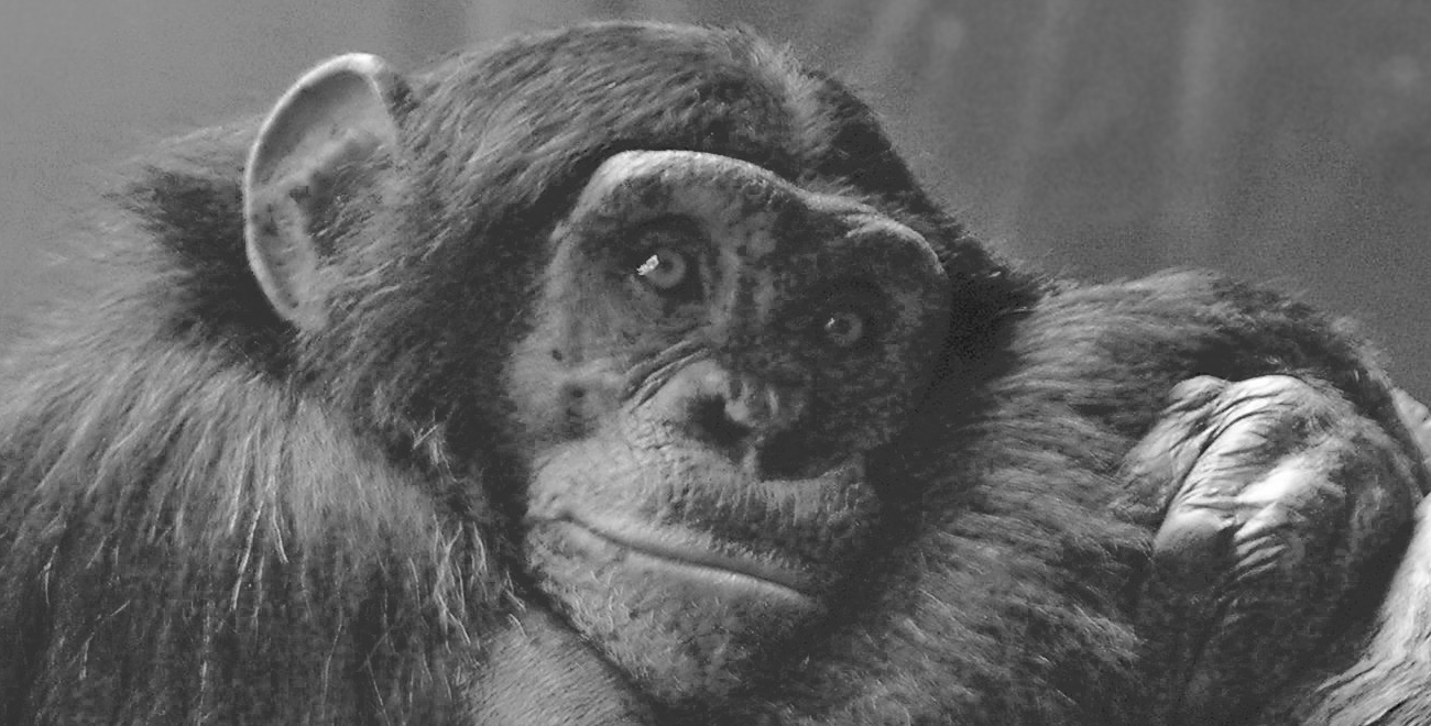 Chimpancé