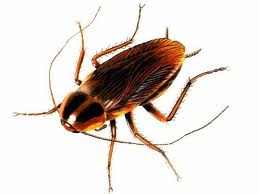 Cucaracha