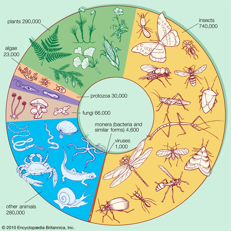 Resultado de imagen para CUÁNTAS ESPECIES HAY EN EL MUNDO