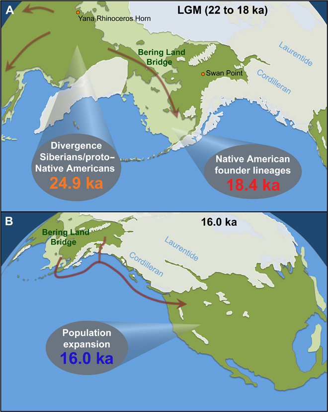 (A) En verde claro se muestra la tierra firme cuando los niveles del mar eran más bajos. En verde oscuro, la tierra emergida en la actualidad. Durante el Último Máximo Glacial, las capas de hielo bloqueaban el acceso a América desde Beringia y las poblaciones no pudieron traspasar el cinturón de hielo de las Aleutianas. Los yacimientos Yana Rinoceros Horn (hace 32 ka) y Swan Point (hace 14 ka) ilustran las diferencias temporales y geográficas en el registro arqueológico. (B) Las capas de hielo comenzaron a retirarse hace cerca de 17 ka, y la ruta costera quedó practicable hace cerca de 15 ka. El rápido crecimiento demográfico hace cerca de 16 ka probablemente marca las migraciones hacia el sur.