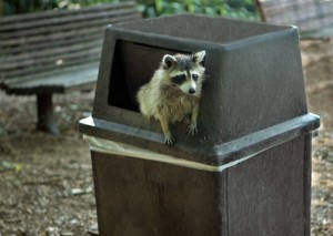 1024px-Raccoon_getting_in_trouble