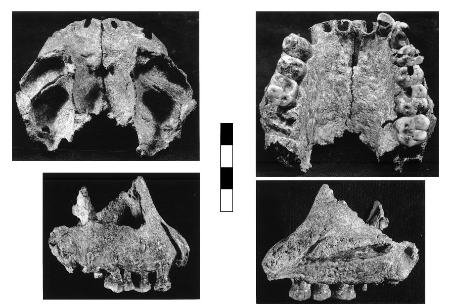 Mandíbula (AL 666-1) atribuida a Homo habilis con una antigüedad de 2,3 Ma
