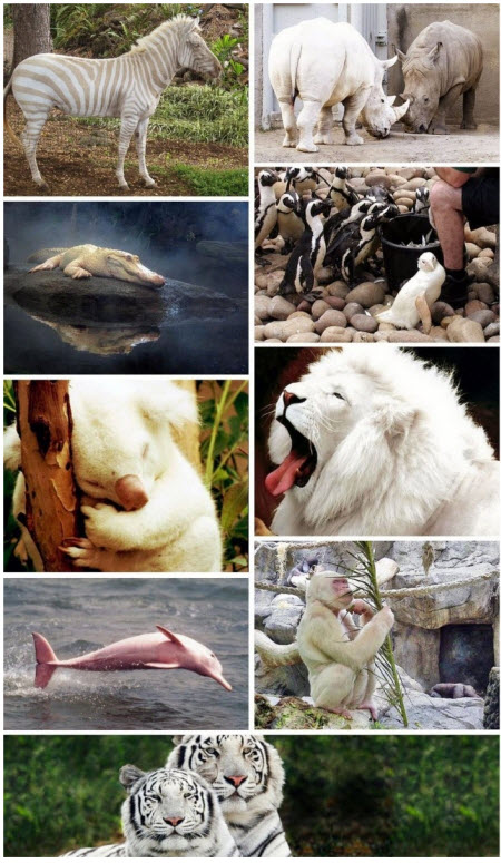 Animales albinos