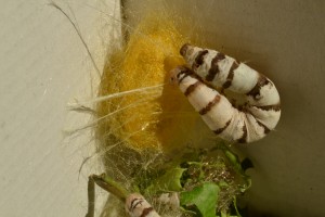 Bombyx mori. Se avecinan cambios. - copia