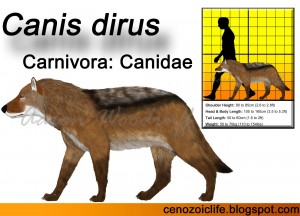 Canis dirus (8)