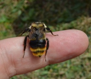 Himenóptero del género Bombus. Fuente: autor DSC_0702 (2)