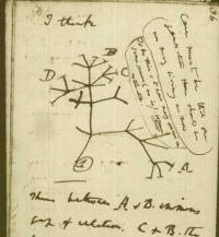 "Árbol" esquemático de Darwin en su propio cuaderno manuscrito.