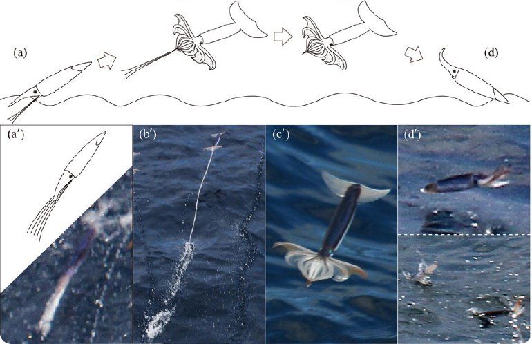 Fases de vuelo