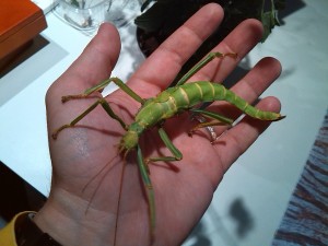 Mantis gigantea en mi mano. Fuente: autor IMG_20131116_175637