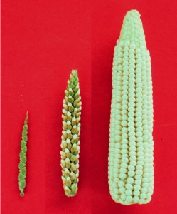 Maíz y teosinte