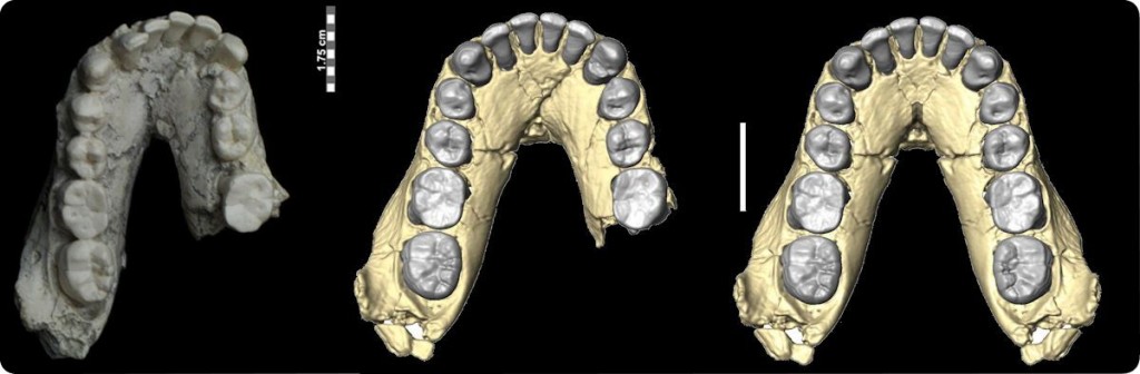 Mandíbula inferior OH 7 (izquierda original, centro escaneado en 3D, derecha reconstrucción completa)