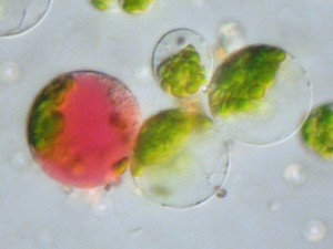 Fusión de protoplastos