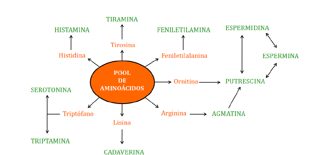 Aminoácidos precursores de aminas biógenas