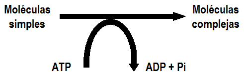 Esquema de anabolismo.