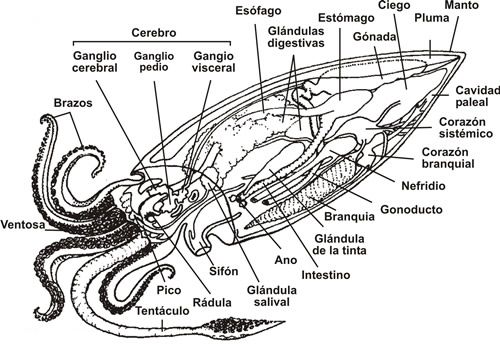 Anatomia del calamar