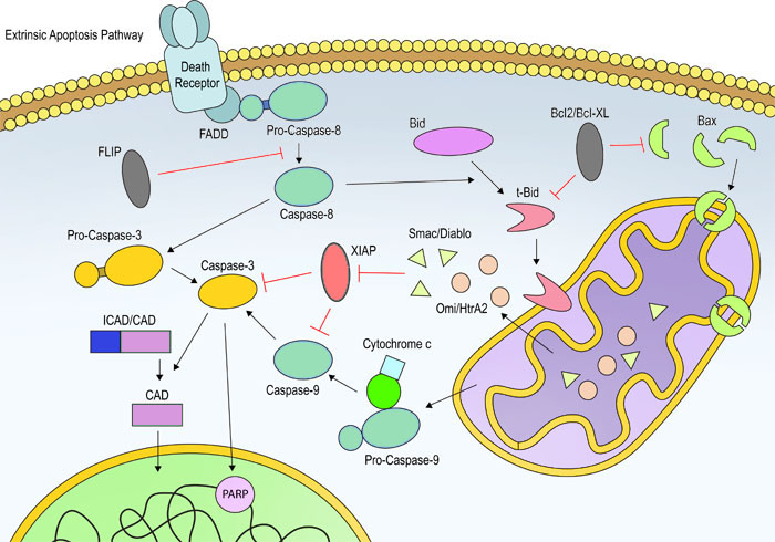 Esquema de la apoptosis