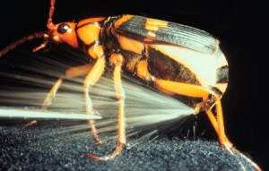 bombardier-beetles