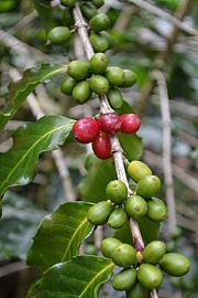 Cafeto de Cuetzalan (México). Crédito de Wikipedia.