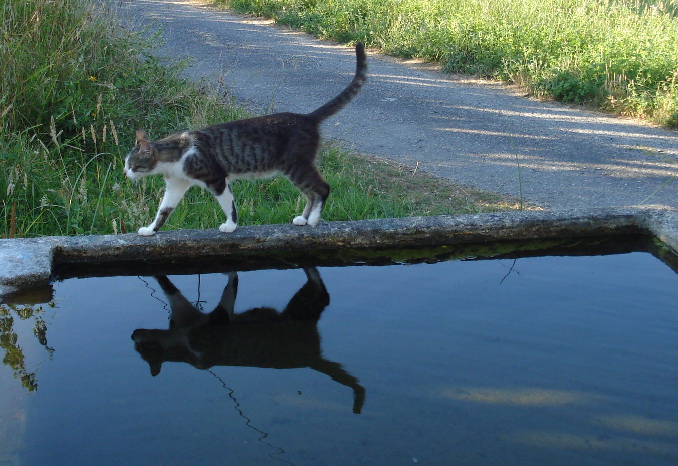 gato