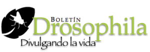 logo_drosophila_nuevo-300x104
