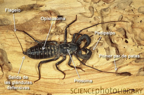 Mastigoproctus giganteus