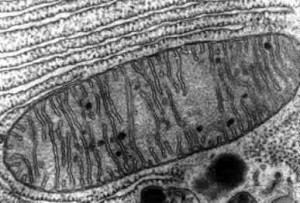 mitochondria