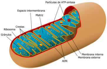 mitocondria