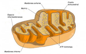 mitocondria_letreros