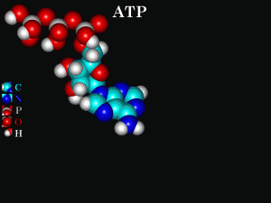 modelo_atp[1]