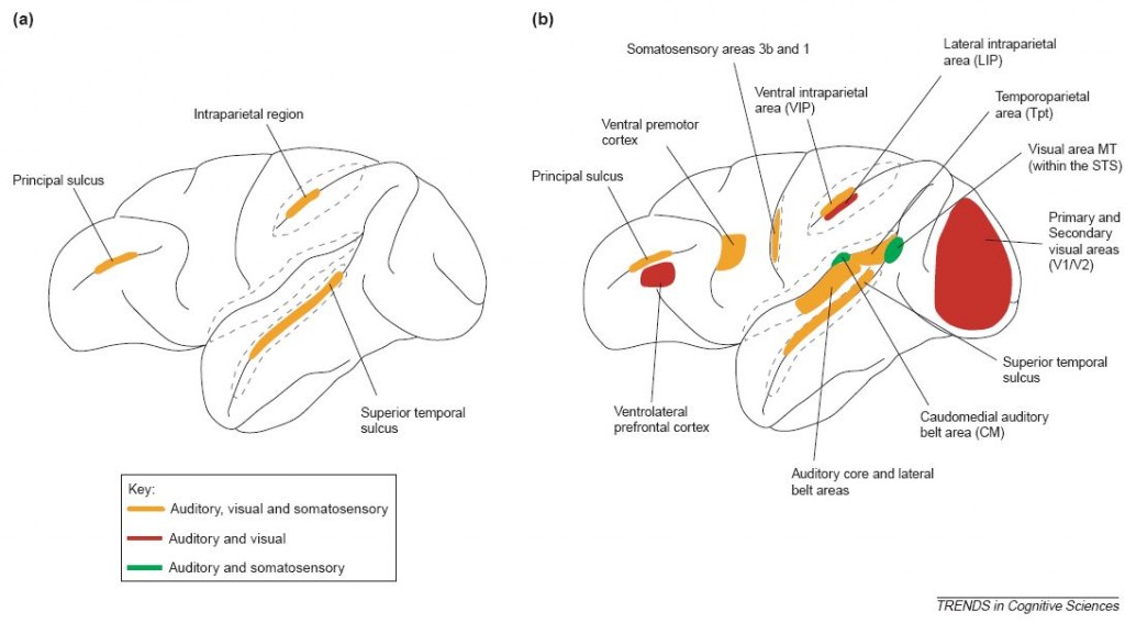Esquema anatomía cortical