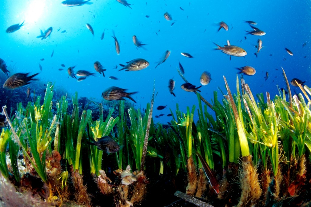 posidonia-oceanica_mediterranean-sea_by-manu-sanfelix