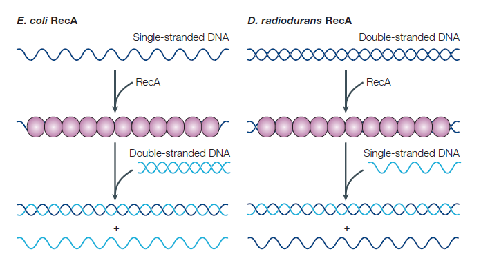 Comparación entre los mecanismos RecA de E. coli y D. radiodurans. Sacado de la fuente c