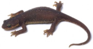 regen.newt