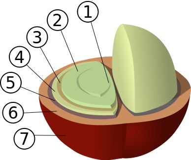 semilla_cafe