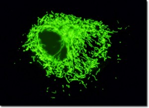 yfpa10mitochondria